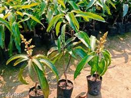 Natural Mango Plants